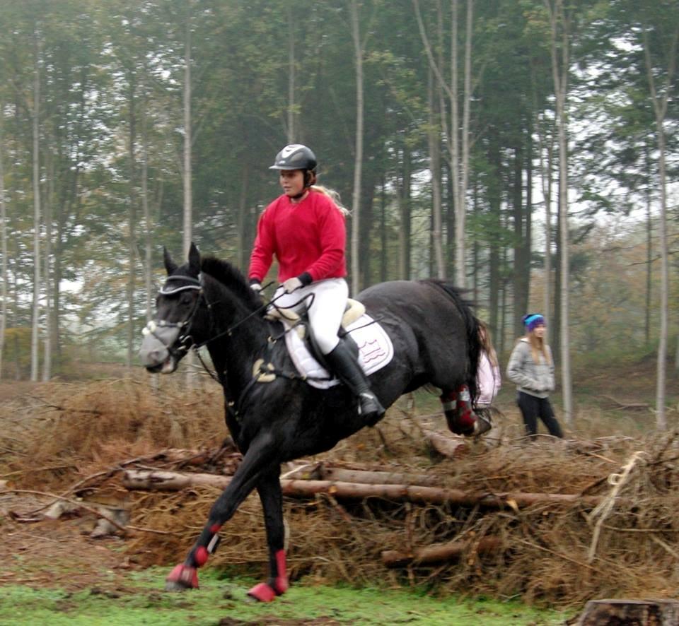 Dansk Varmblod Quendy - L billede 8