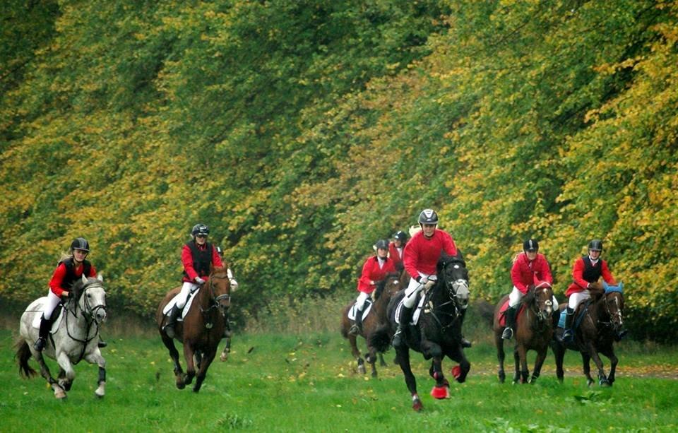 Dansk Varmblod Quendy - L billede 14