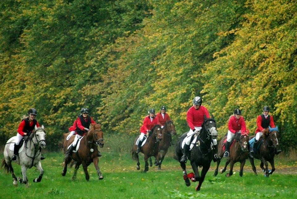 Dansk Varmblod Quendy - L - Vandt opløbet ! :D <3  billede 15