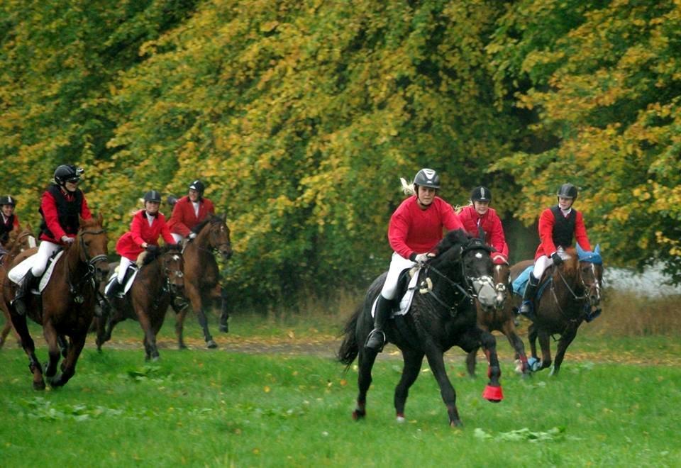 Dansk Varmblod Quendy - L billede 16