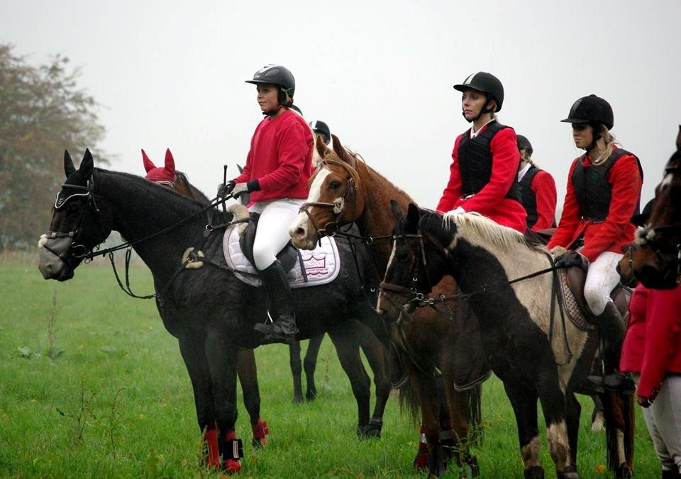 Dansk Varmblod Quendy - L billede 17