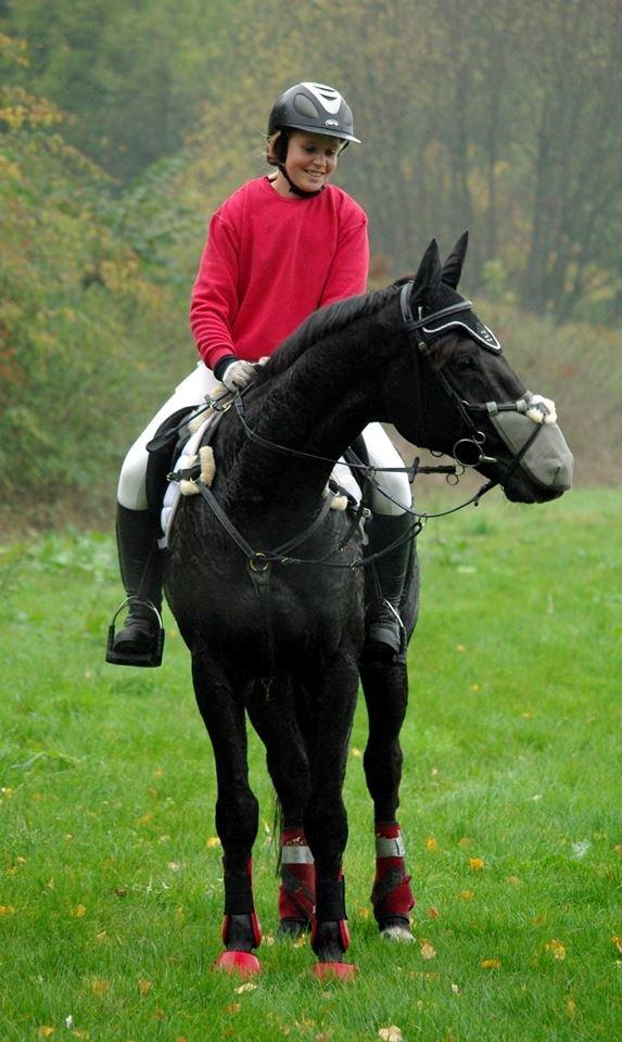 Dansk Varmblod Quendy - L billede 11