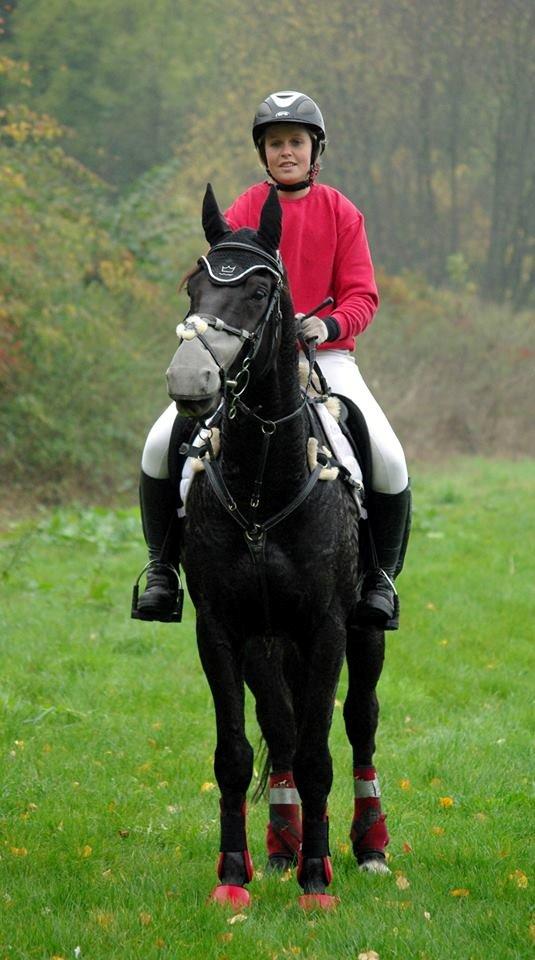 Dansk Varmblod Quendy - L billede 4