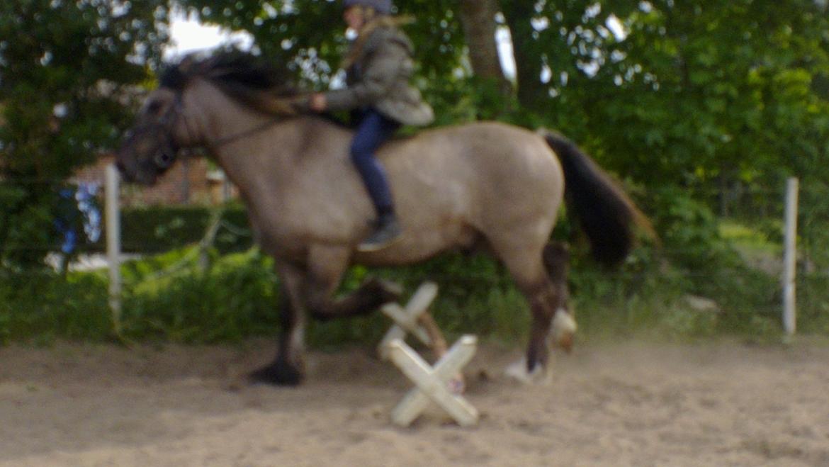 Anden særlig race Mammut billede 2