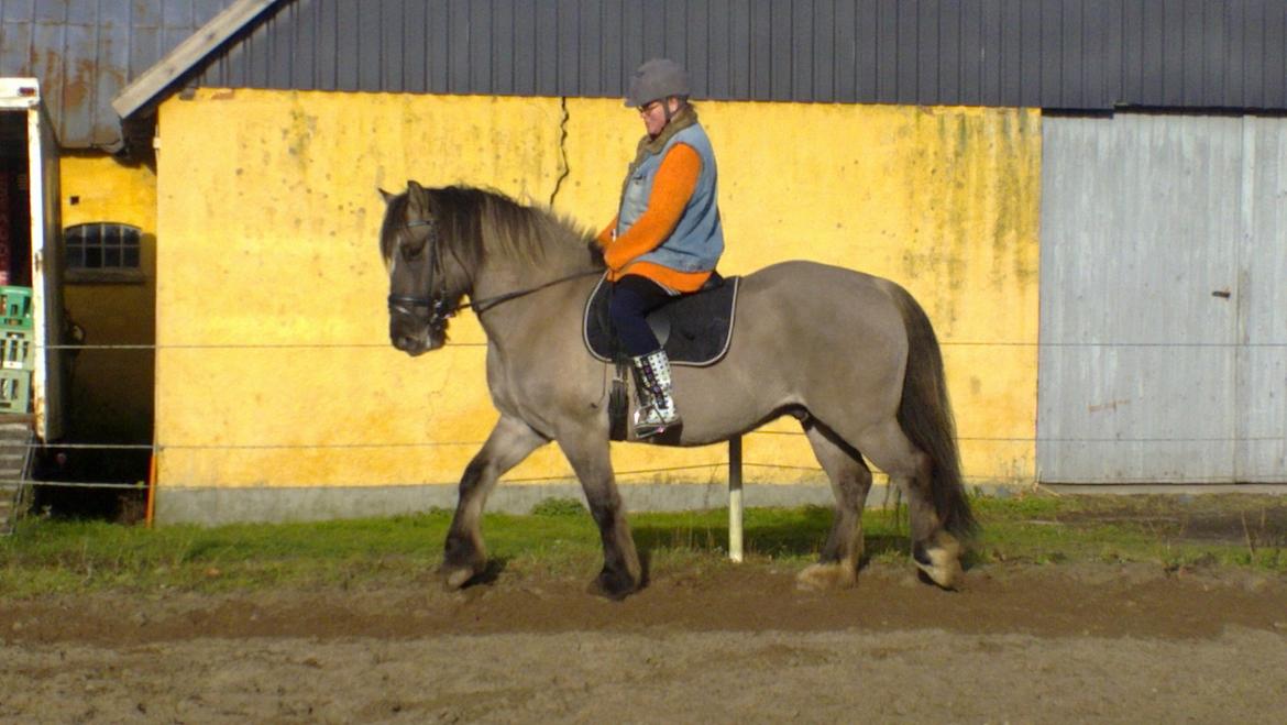 Anden særlig race Mammut - Hen ad vejen begynder træningen at bære frugt og han kan gå samlet i kortere tid af gangen
Og det er så en af de få billeder af mig på min hest.... dyr og unger først, smiler billede 8