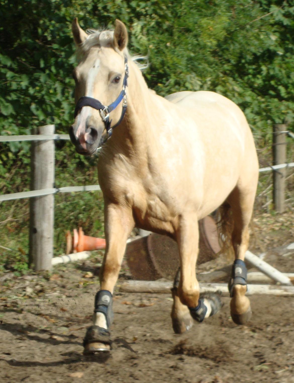 Palomino ¤  Anyska  ¤  Nysse  ¤ - 25-09-2013
 billede 18