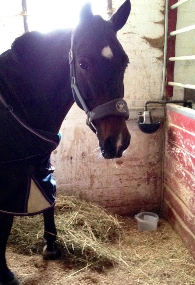 Irsk Sportspony Ringwood Plutoe billede 1