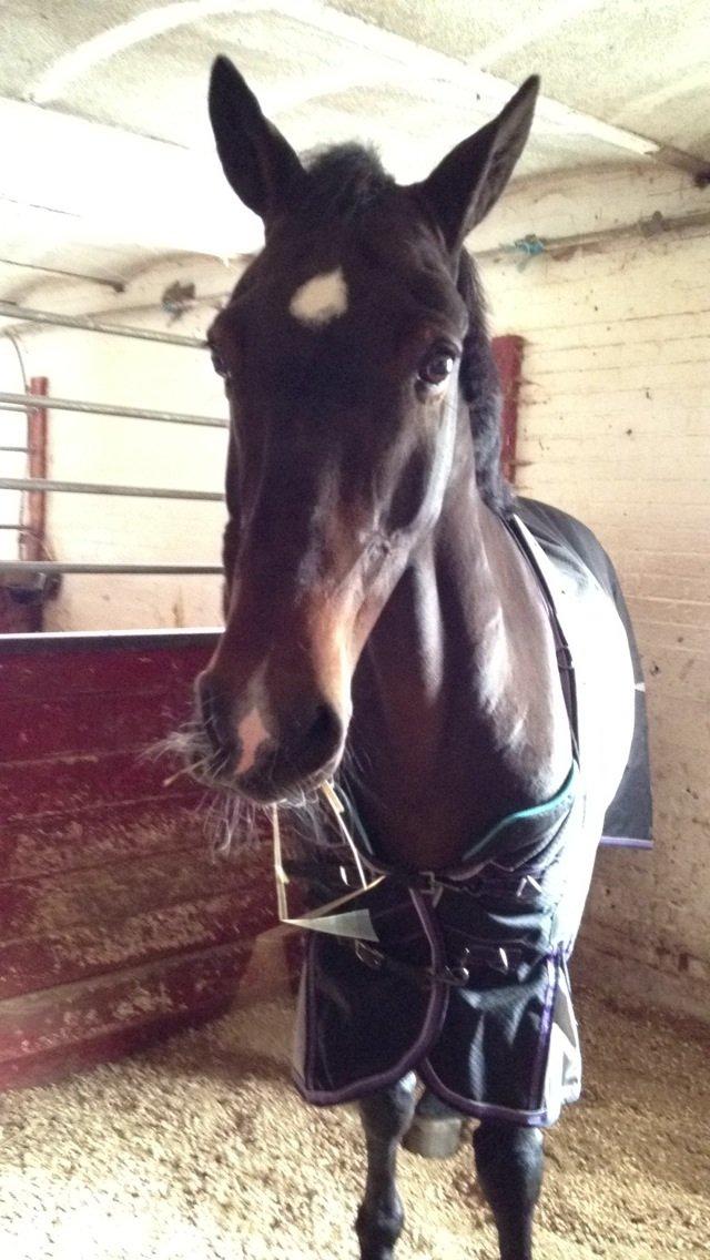 Irsk Sportspony Ringwood Plutoe billede 2