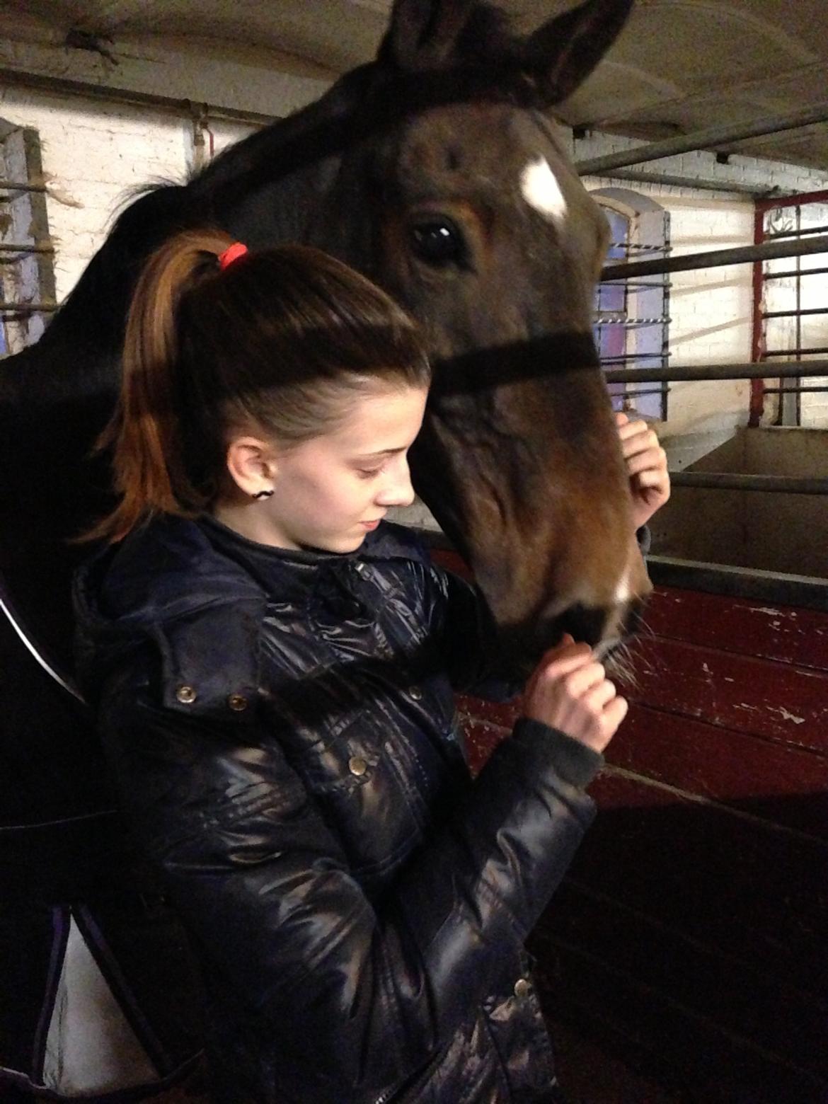 Irsk Sportspony Ringwood Plutoe billede 3