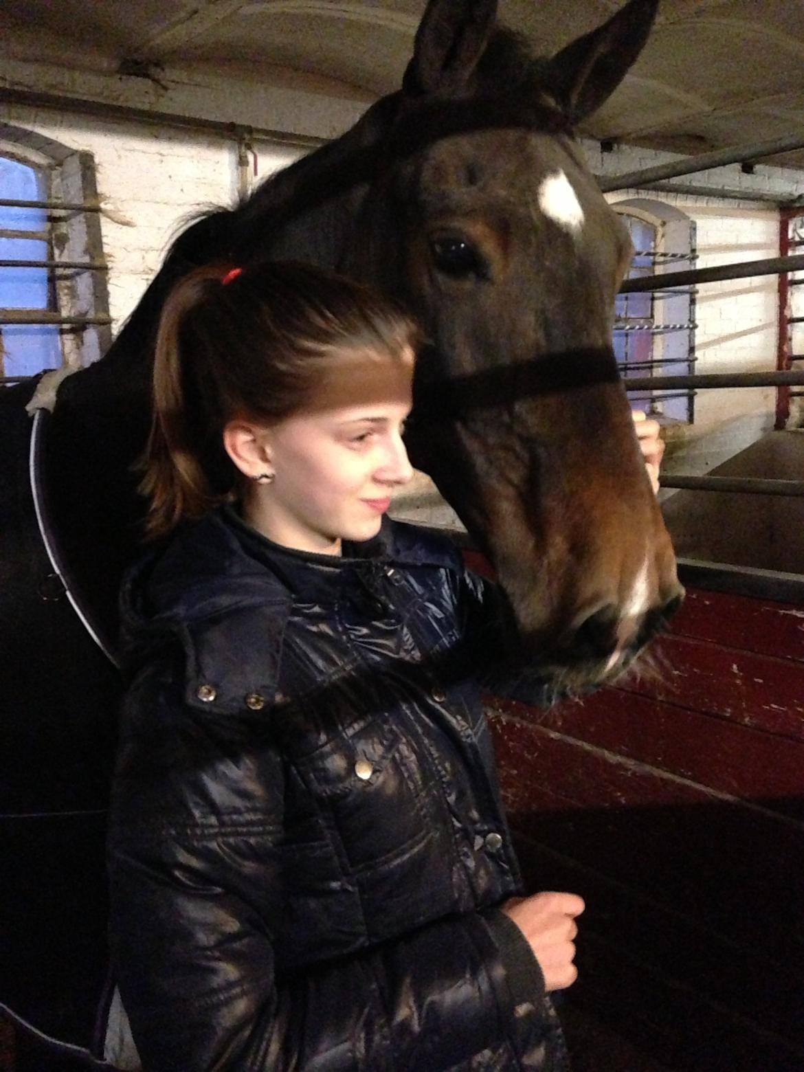 Irsk Sportspony Ringwood Plutoe billede 4