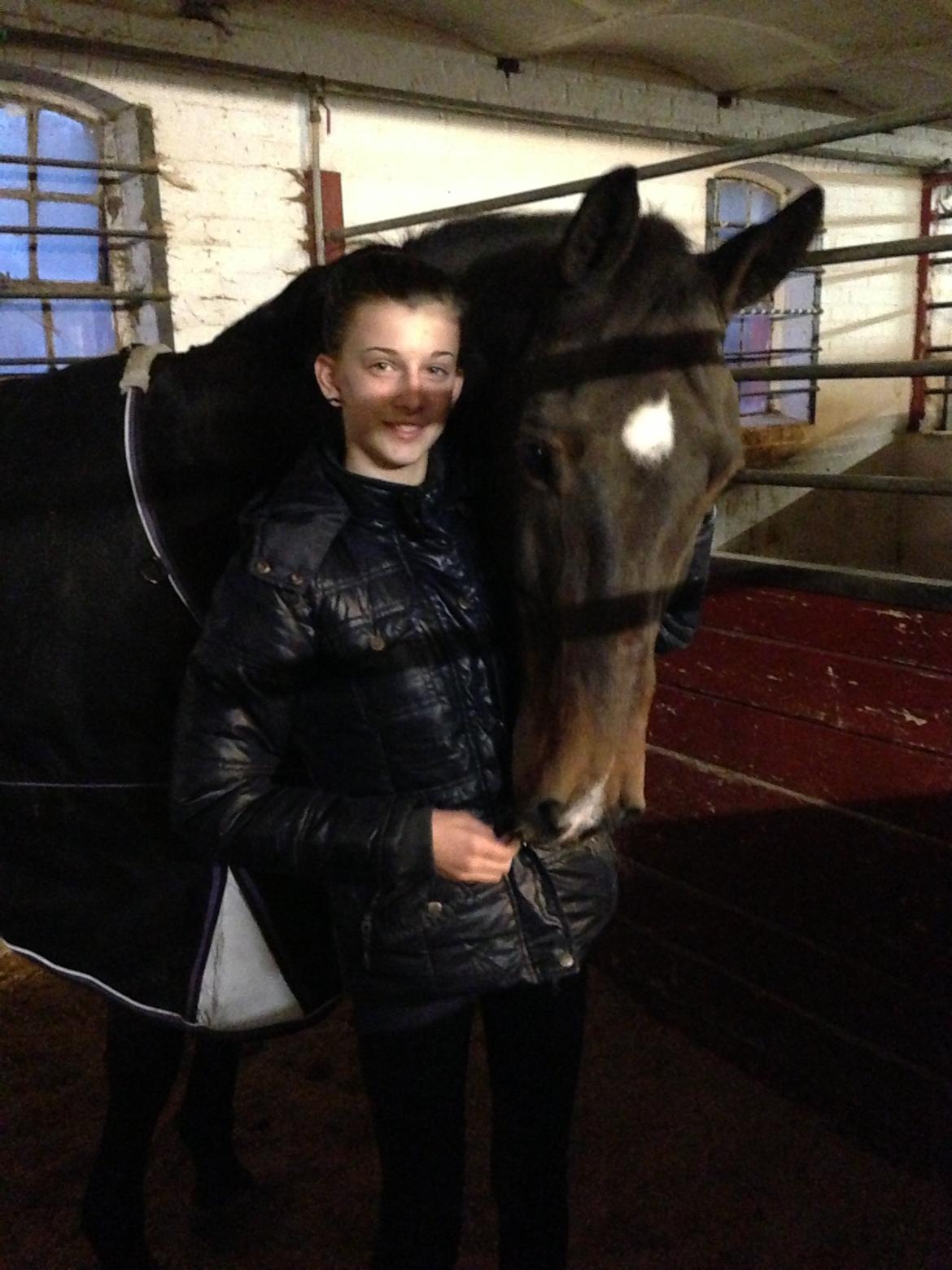 Irsk Sportspony Ringwood Plutoe billede 5