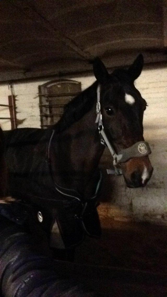 Irsk Sportspony Ringwood Plutoe billede 7