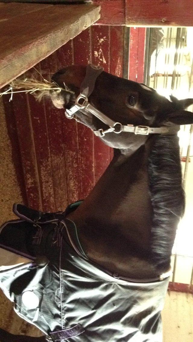 Irsk Sportspony Ringwood Plutoe billede 8