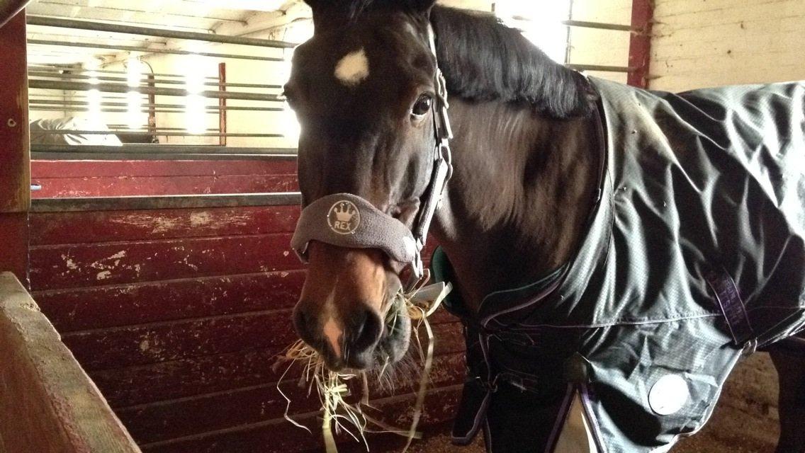 Irsk Sportspony Ringwood Plutoe billede 9