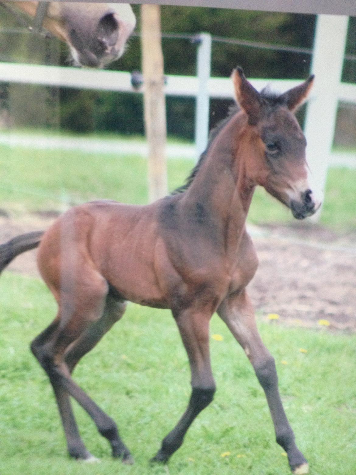 Palomino Klosterhedens Zalut  billede 7