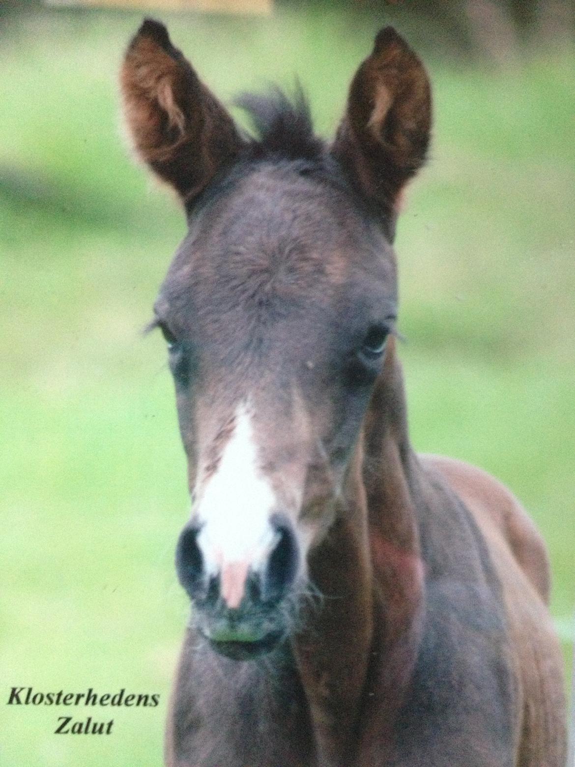 Palomino Klosterhedens Zalut  billede 8