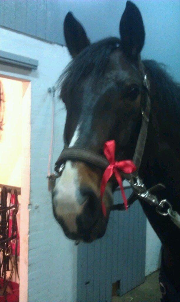 Palomino Klosterhedens Zalut  billede 10