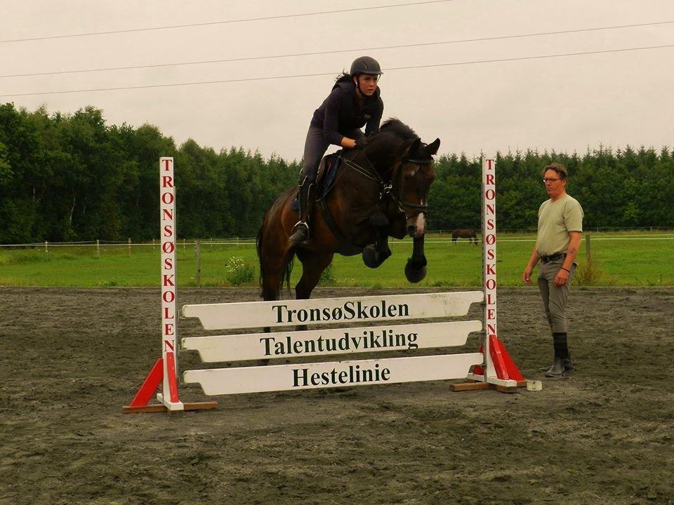 Palomino Klosterhedens Zalut  billede 1