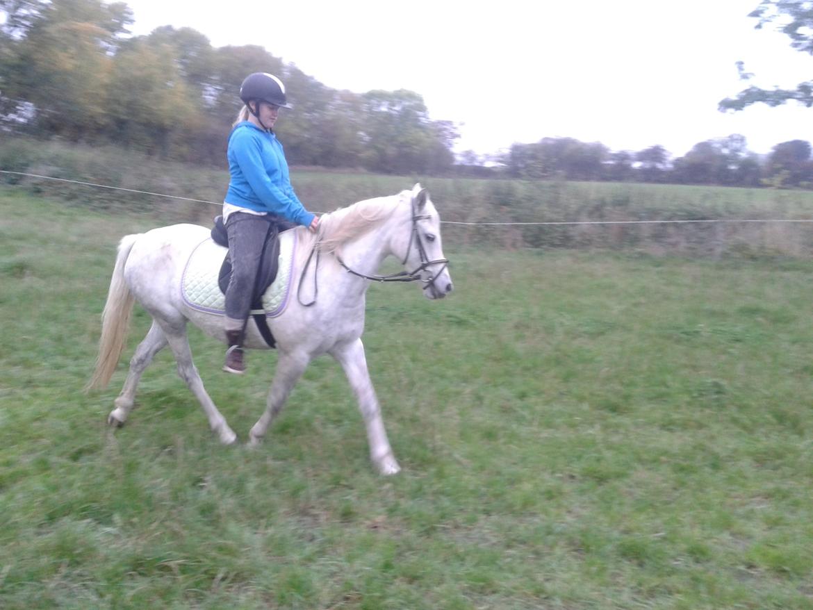 Welsh Partbred (Sec F) Klintholms Miss Shania billede 14