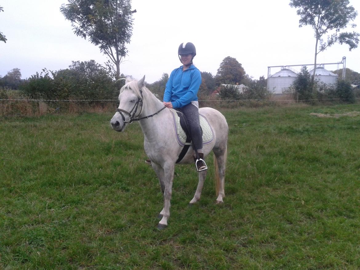 Welsh Partbred (Sec F) Klintholms Miss Shania billede 15