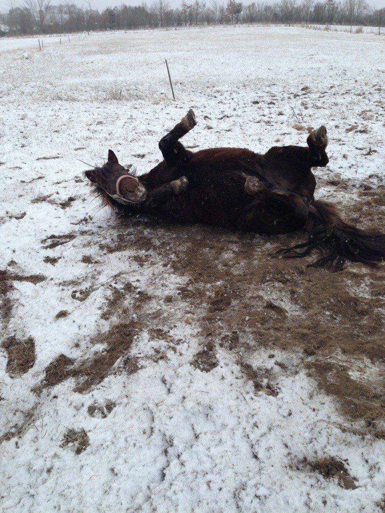 Shetlænder Pocahontas  - ha ha er det dejligt billede 2