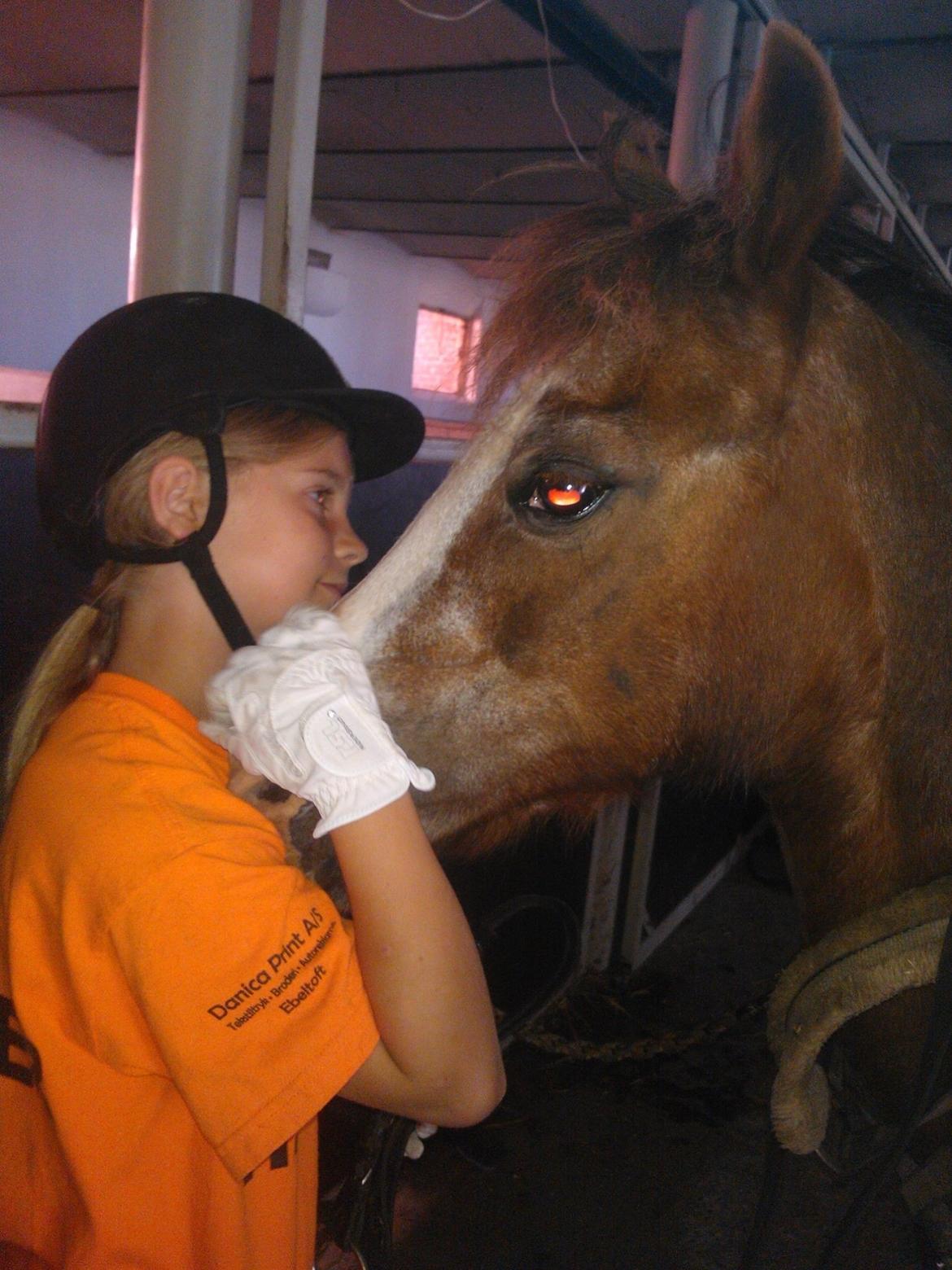 Welsh Mountain (sec A) Daisy  billede 3