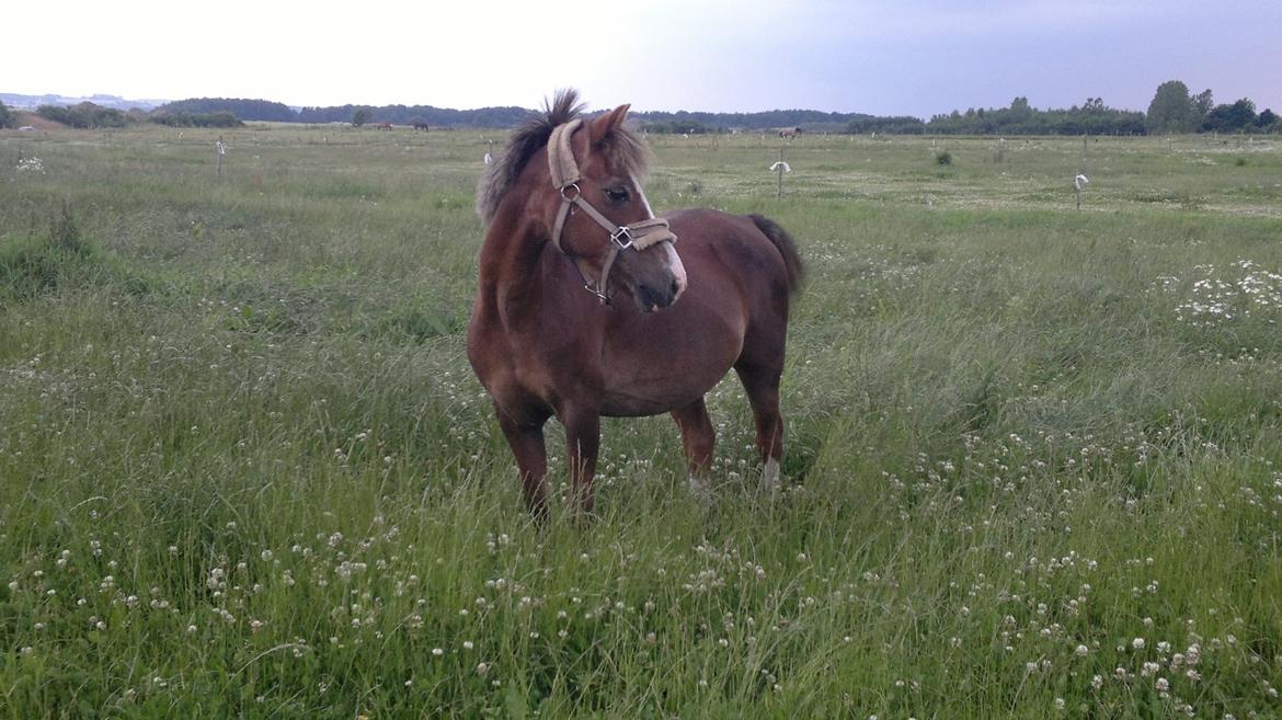 Welsh Mountain (sec A) Daisy  billede 5