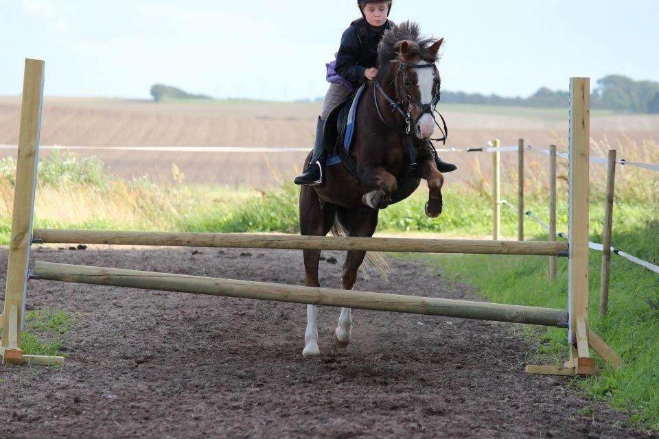 Welsh Mountain (sec A) Daisy  billede 11