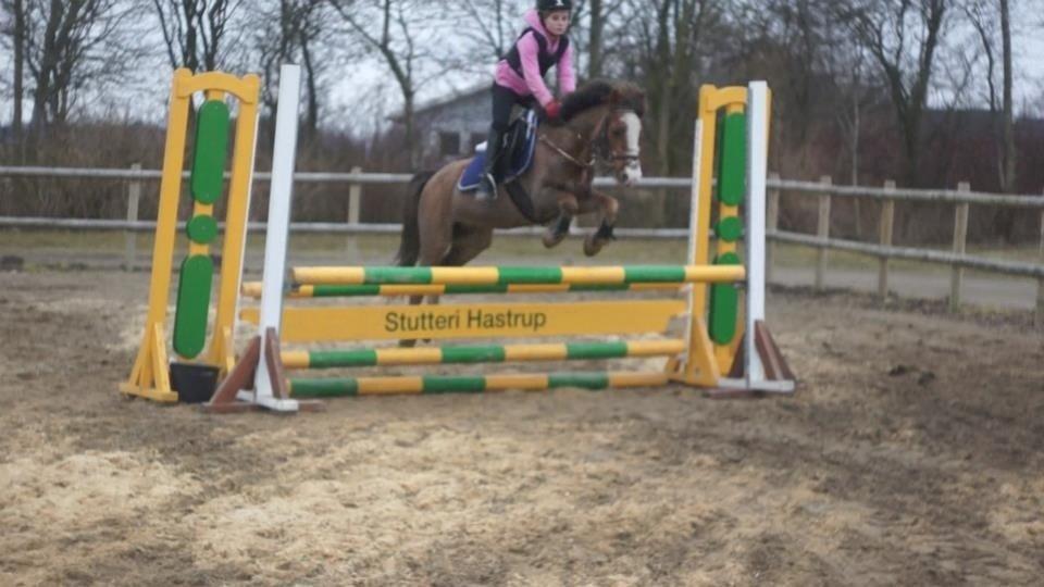 Welsh Mountain (sec A) Daisy  billede 14