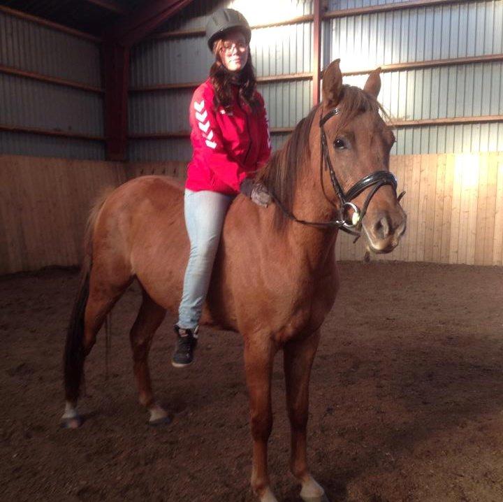 DSP Baily - 
Min lille stjerne hest:)<3 billede 12