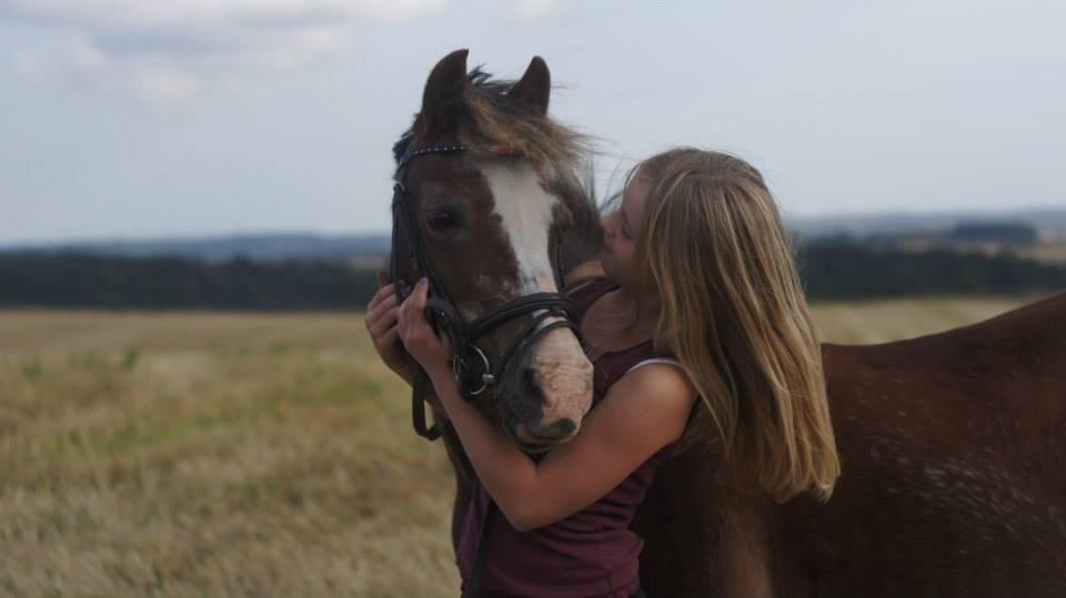 Welsh Mountain (sec A) Daisy  billede 19