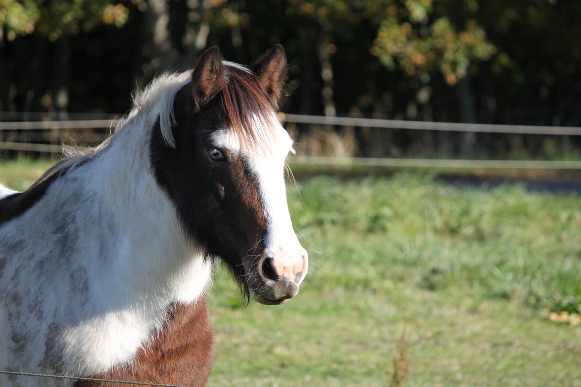Irish Cob Crossbreed Palle - En beskidt og bamset Palle i efterårsferien 2013 billede 17