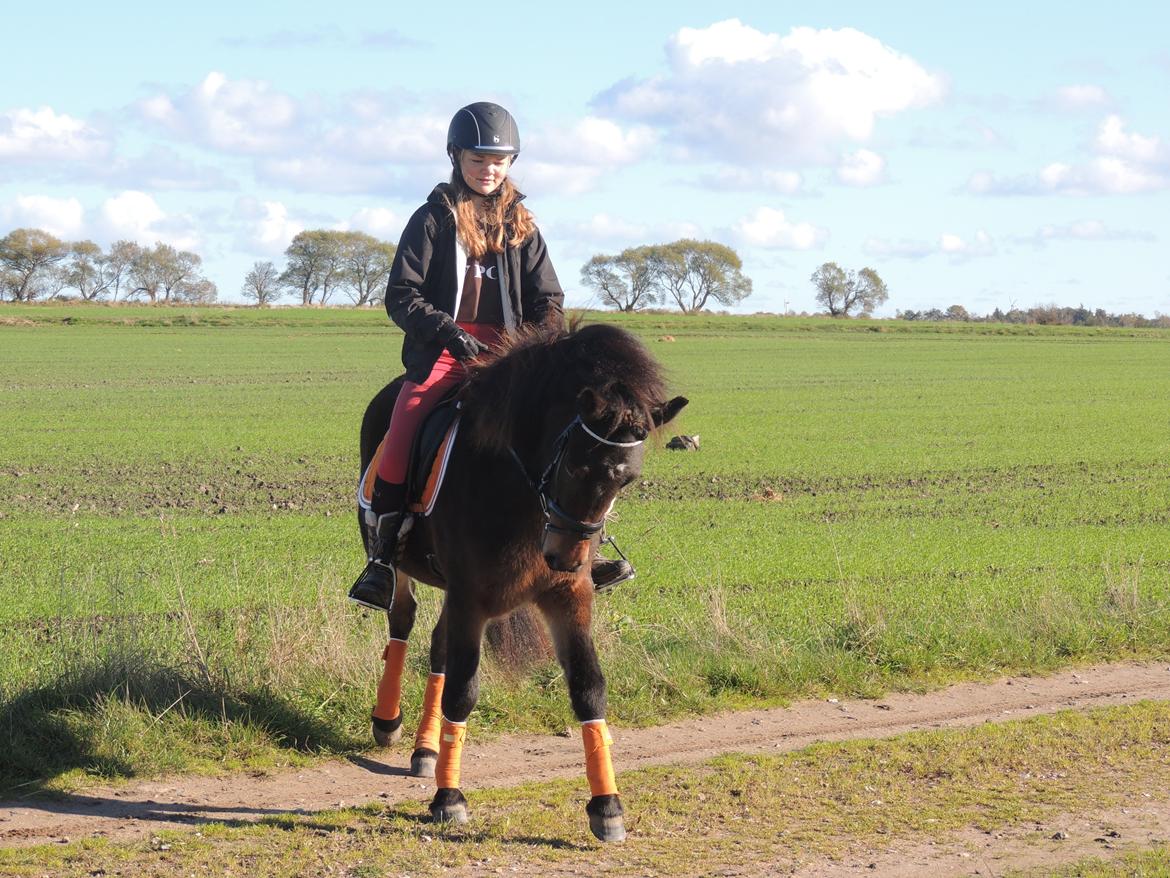 Islænder Stjarna fra Pilhøj billede 23
