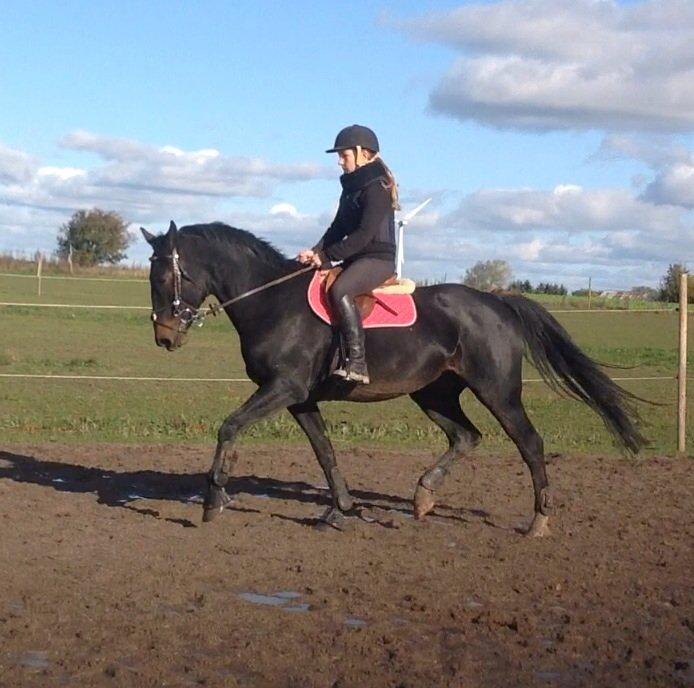 Anden særlig race Sweet Alexander billede 15