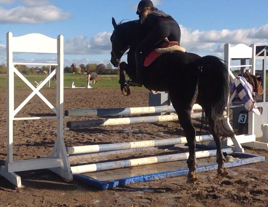 Anden særlig race Sweet Alexander billede 16