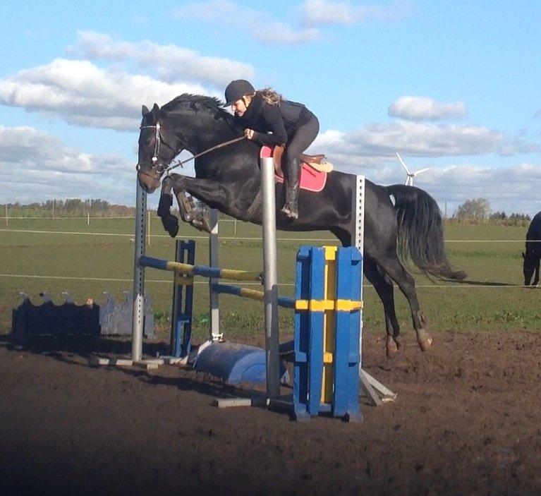 Anden særlig race Sweet Alexander billede 17