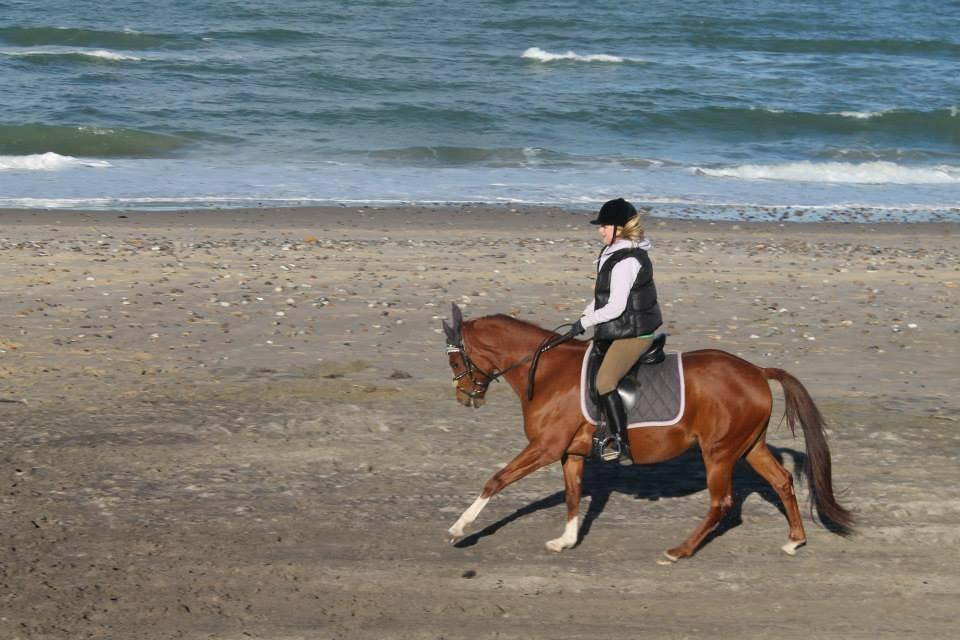 DSP Stridsbjergs Papaya - Første gang hun er på stranden <3 dygtig musse  billede 10