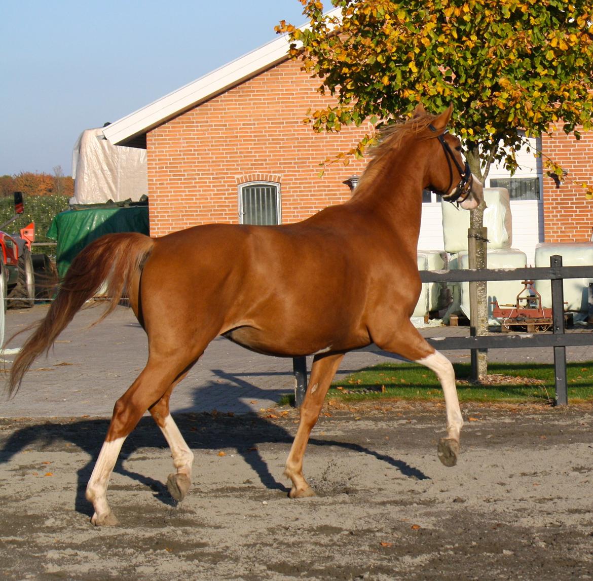 Dansk Varmblod Singleton Melody billede 18