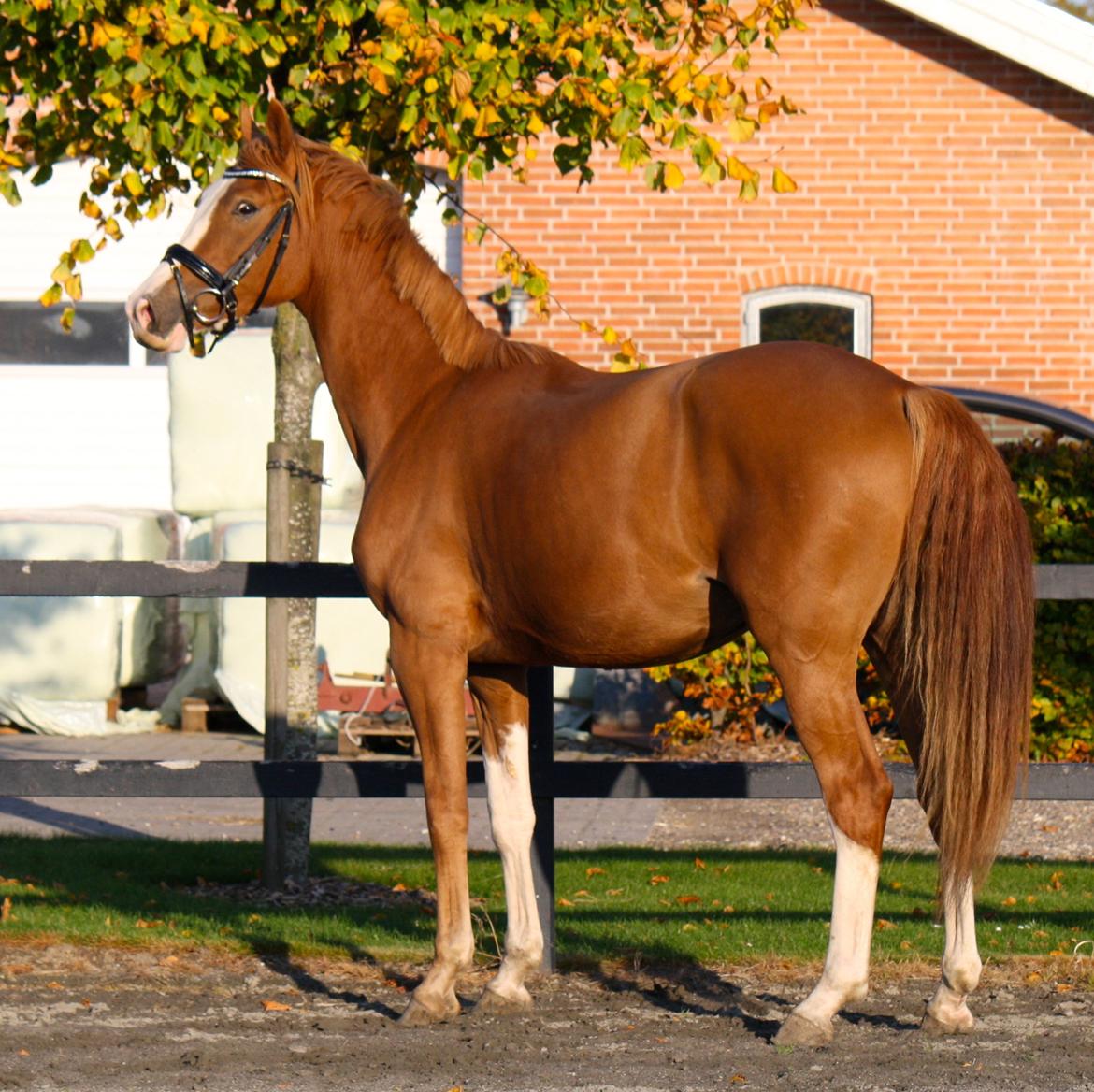 Dansk Varmblod Singleton Melody billede 32