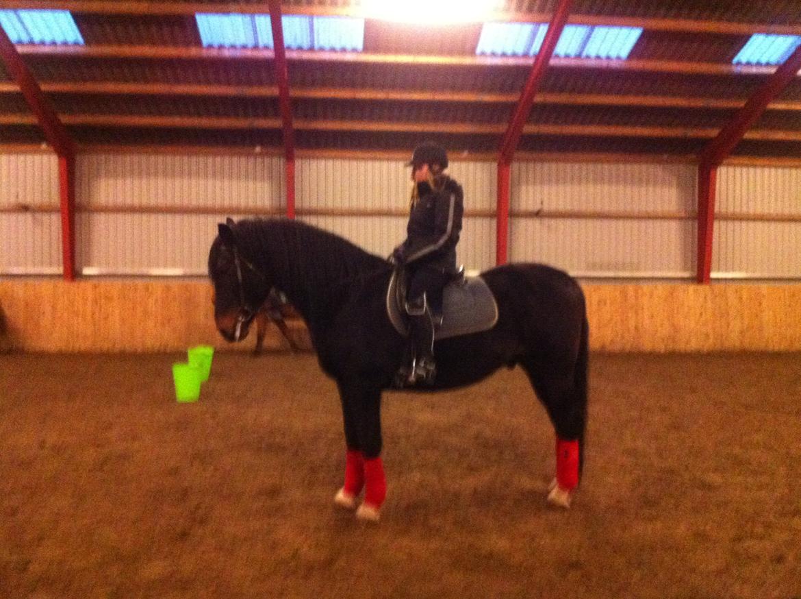 Hollandsk Varmblod Moller billede 8