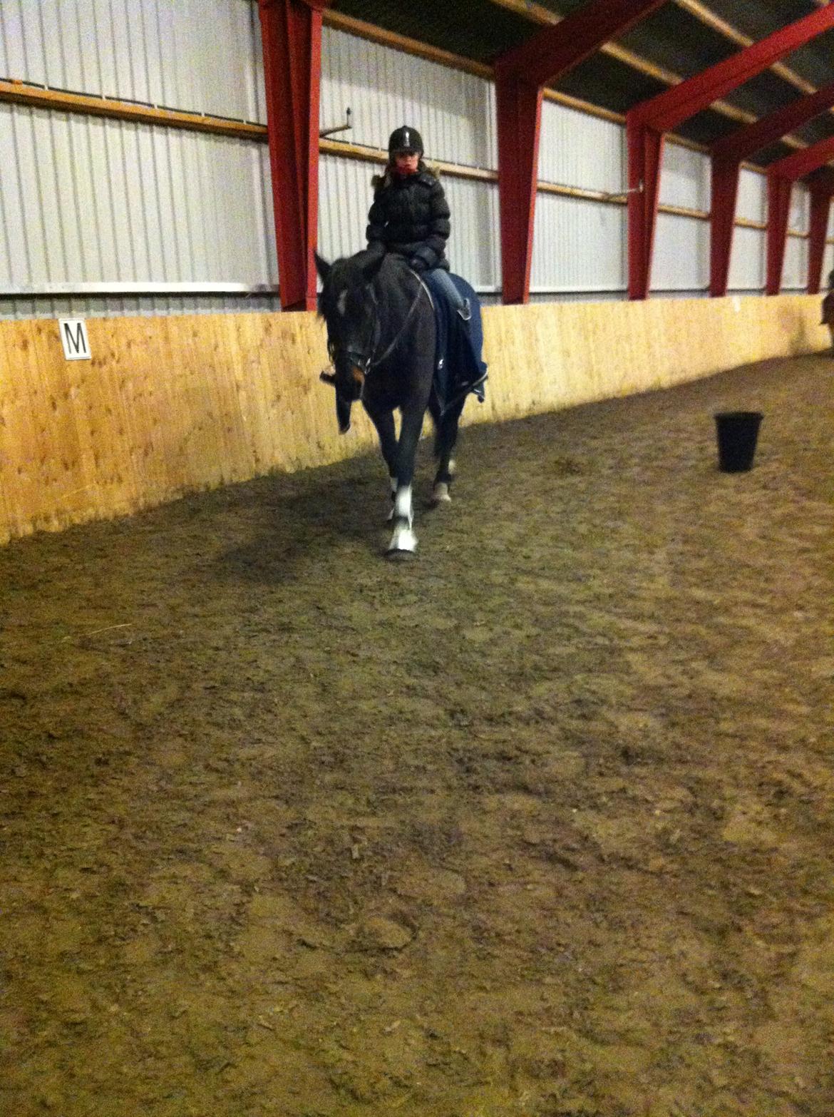 Hollandsk Varmblod Moller billede 9