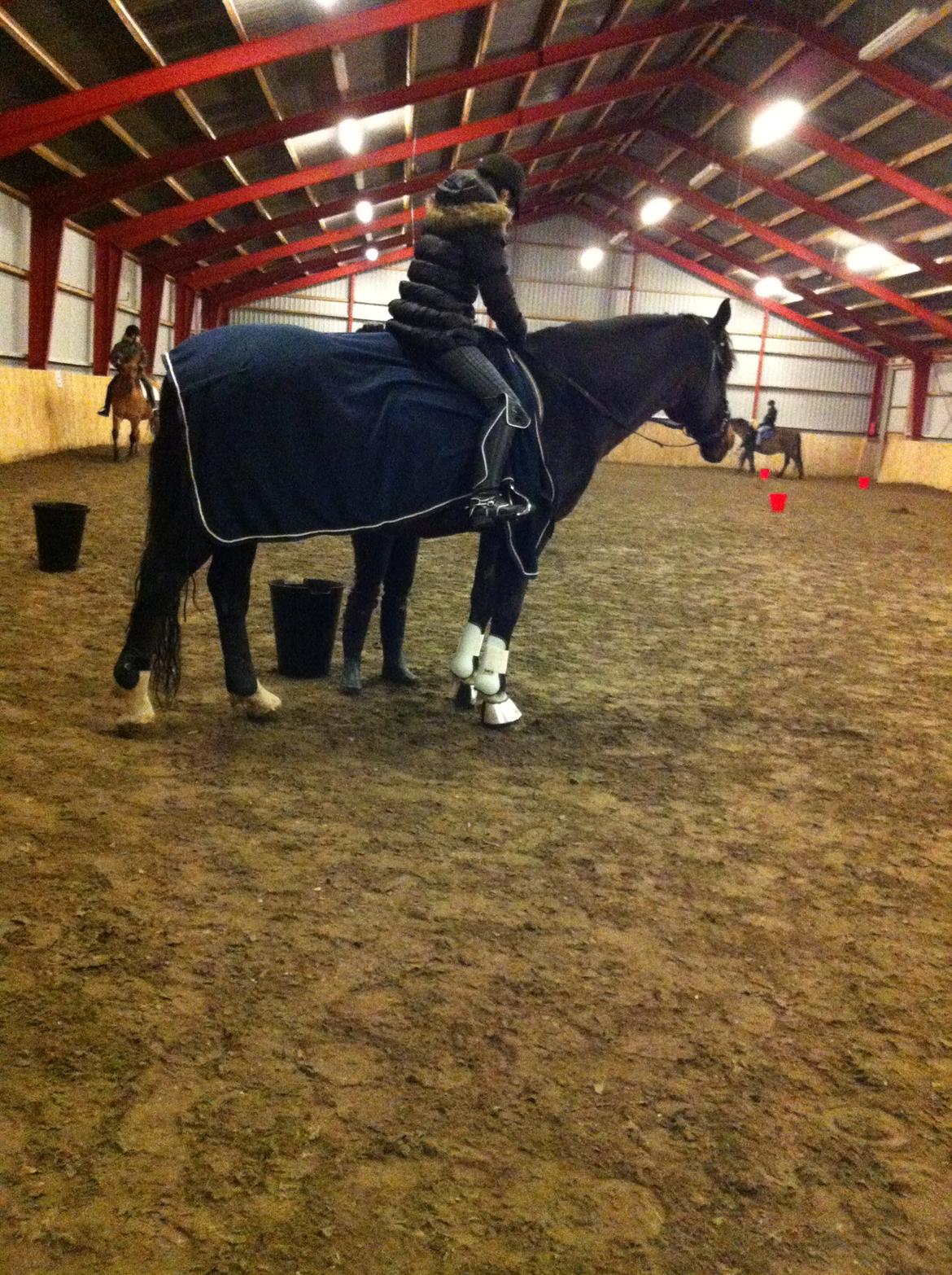 Hollandsk Varmblod Moller billede 10