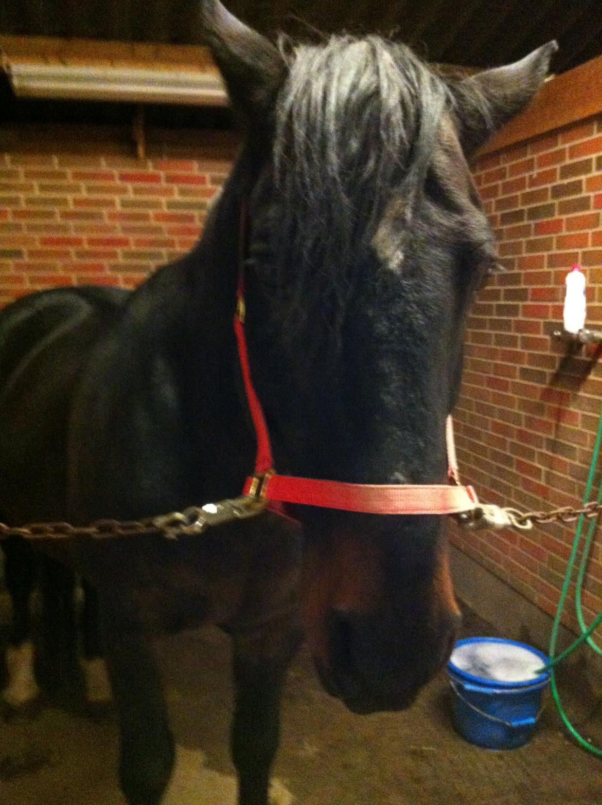 Hollandsk Varmblod Moller billede 11