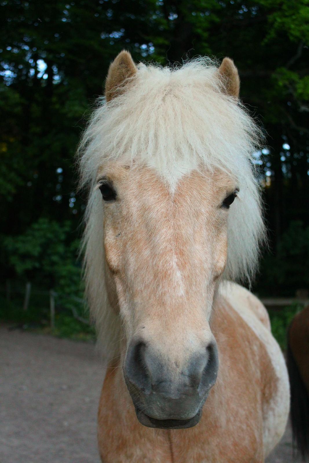 Islænder Sólfagur fra Elkjær (Christian) billede 9