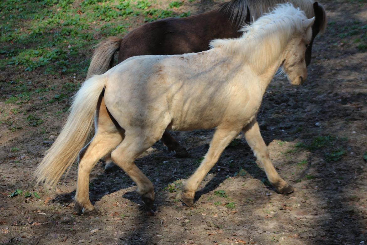 Islænder Sólfagur fra Elkjær (Christian) - Christian og Skundi :-) billede 12