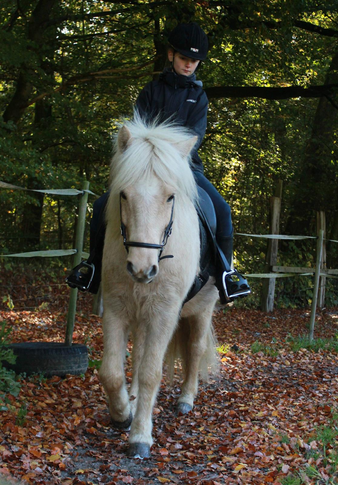 Islænder Sólfagur fra Elkjær (Christian) - Christian og hans rytter Line. billede 13