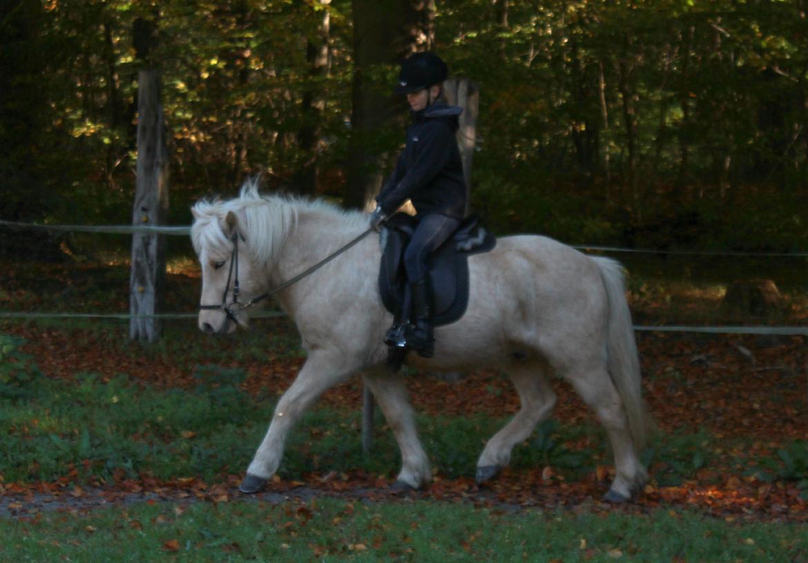 Islænder Sólfagur fra Elkjær (Christian) - Første gang Line traver på ham, helt uden bukspring :-) billede 14