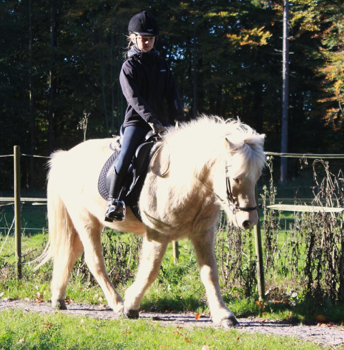 Islænder Sólfagur fra Elkjær (Christian) - Første gang Line traver på ham, helt uden bukspring :-) billede 15