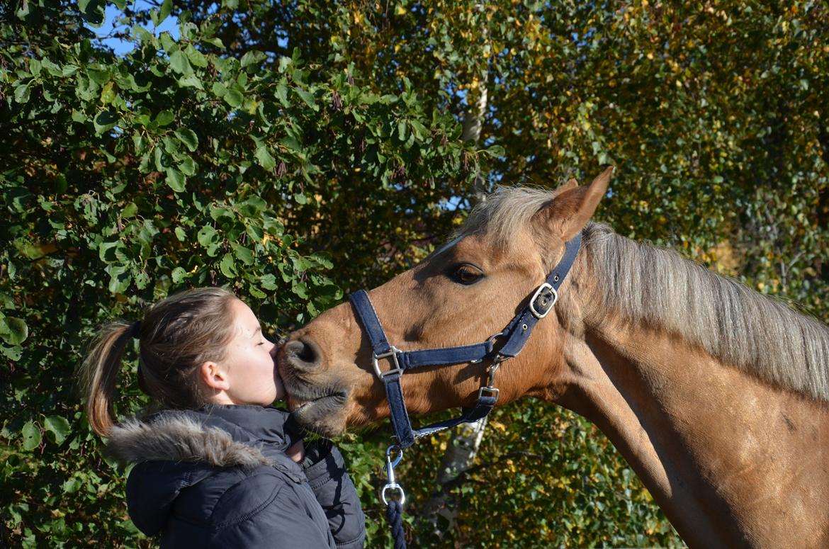 Hollandsk Sportspony Golden Star * B-pony* - Kys billede 28