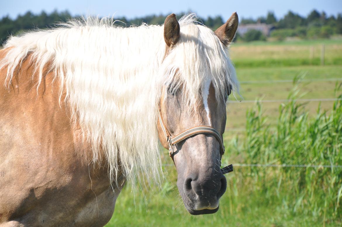 Tyroler Haflinger Amazone (Bailey) - Rømø sommer 2013 billede 3